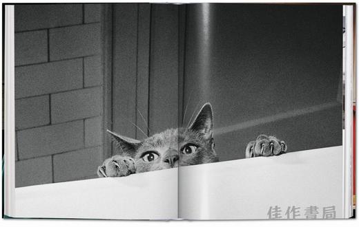 Walter Chandoha. Cats. Photographs 1942–2018 / 沃尔特·尚多哈. 猫 摄影集 1942–2018 /Taschen 原版艺术画册 商品图3