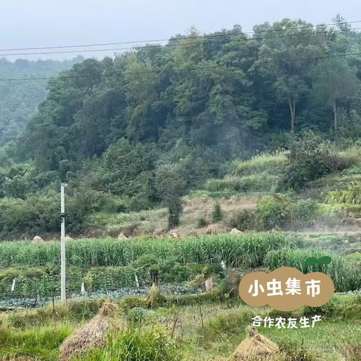 湖南生态青皮甘蔗5斤 | 合作农友生产，来自湖南邵阳，生产者：廖敦祥 *【公平贸易农人定价】 商品图12