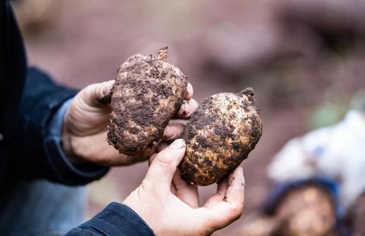【新鲜乌天麻】云南昭通小草坝林下仿野生种植乌天麻 原始森林 林下生长三年  顺丰发货 商品图0