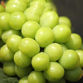 【分仓直发包邮】云南阳光玫瑰2斤家庭装(2~3串)单果6~10g