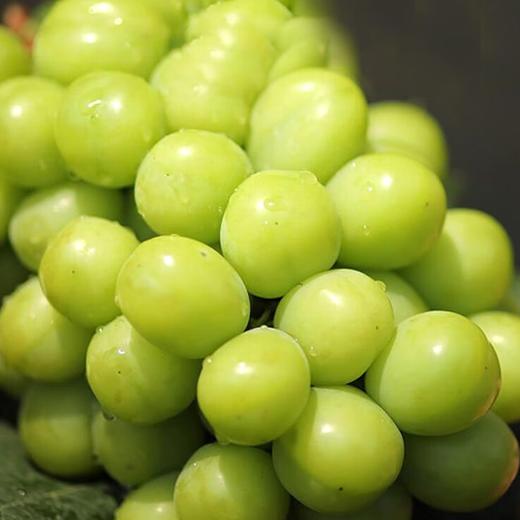 【分仓直发包邮】云南阳光玫瑰2斤家庭装(2~3串)单果6~10g 商品图0