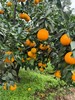 爱媛38号果冻橙！！新鲜上市 商品缩略图3