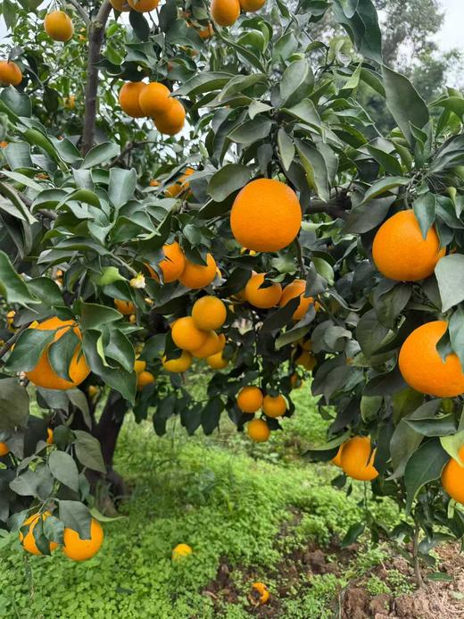 爱媛38号果冻橙！！新鲜上市 商品图3