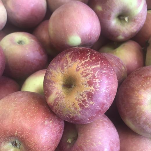 丑果藏甜！大凉山盐源苹果  高山峡谷生长，切开见糖心，香甜多汁，天然好味 商品图4