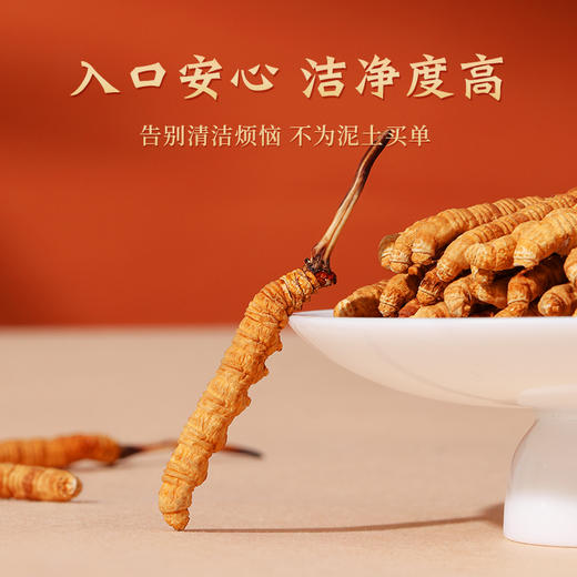 西藏那曲精选冬虫夏草 商品图3