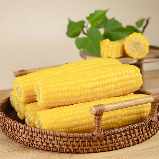 有机黑土地黄糯玉米(8穗)/1.6kg 商品图3