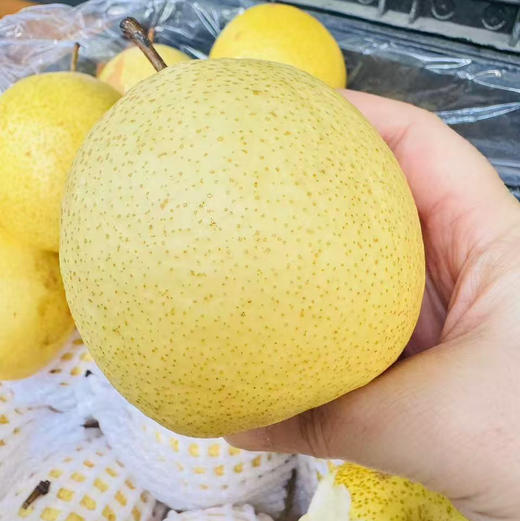 【山野蜂蜜梨】只要吃一口就知道是好梨，汁水特别足！多吃梨润肺 防呼吸道疾病[胜利] 商品图4