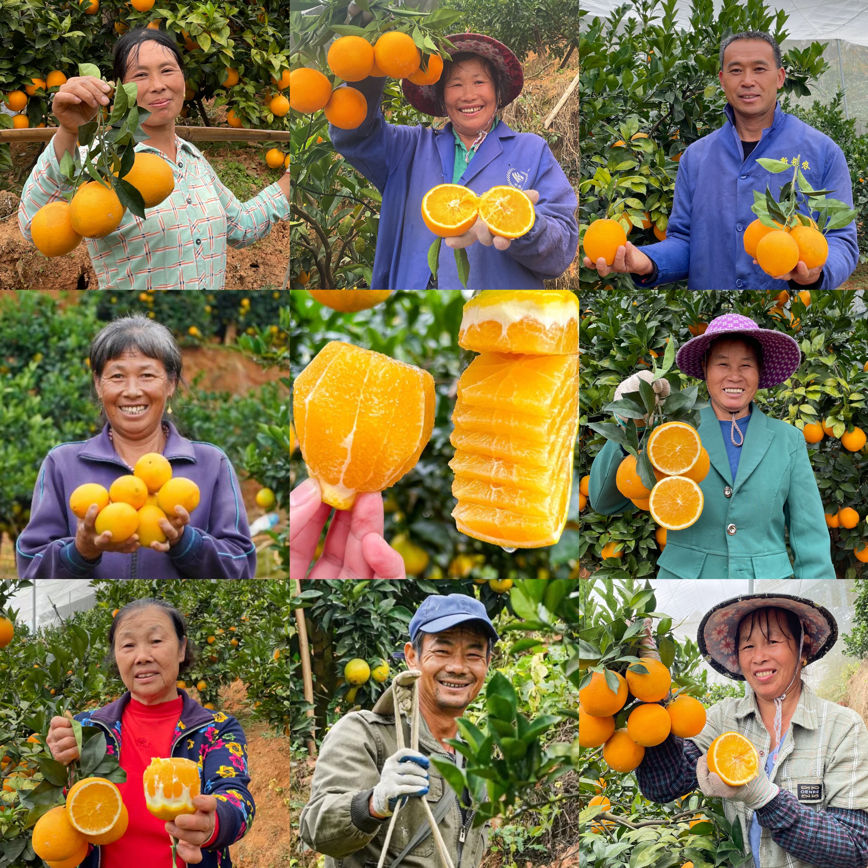 赣南脐橙 |  2025年第一口鲜橙，橙香味甜