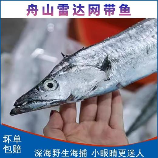 舟山野生雷达网带鱼25.8元1箱约2斤7-9条装，预售周五到 商品图4