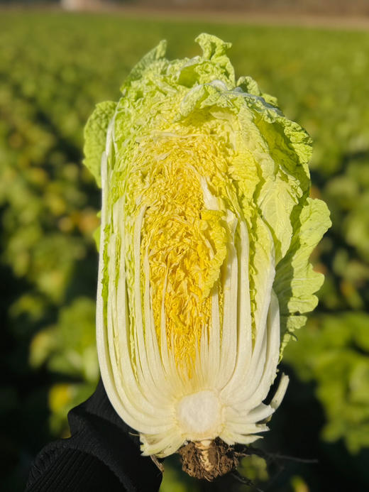 玲珑黄心娃娃菜🥬
生态健康有机娃娃菜！
种植全程不使用除草剂和杀虫剂，自然生长。现砍现发，绝对新鲜‼️‼️
入口脆嫩甜，清炒、炖煮、凉拌皆美味，4斤/份 商品图0