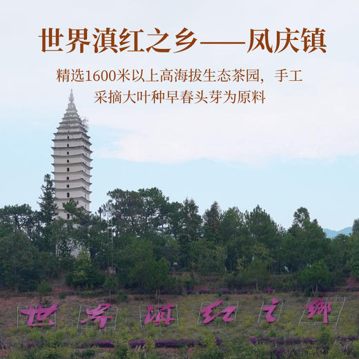 云顶五福临门滇红茶50g装 商品图5