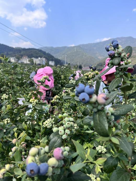 云南L25花香蓝莓 商品图4