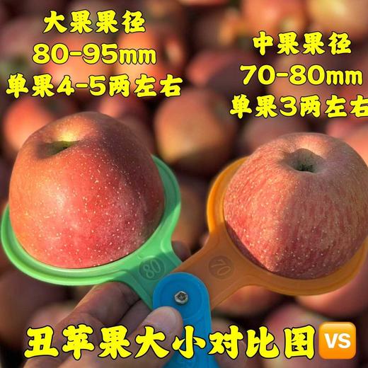 【大凉山丑苹果】看着丑吃着香，刚下树糖心率超高的 商品图0