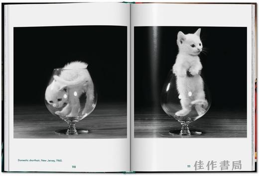 Walter Chandoha. Cats. Photographs 1942–2018 / 沃尔特·尚多哈. 猫 摄影集 1942–2018 /Taschen Pocket Books系列 商品图3