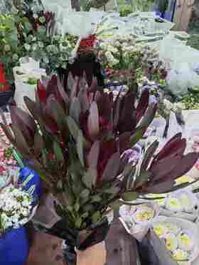 红叶木百合单头10支