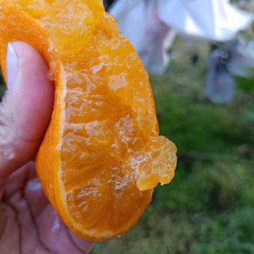 老树高山果品质爱媛38号果冻橙 5斤/8斤装  （8甜2酸） 商品图5