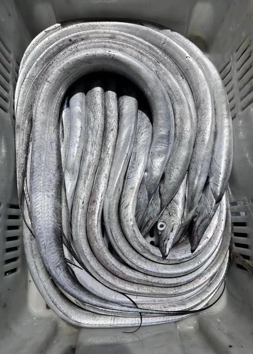 舟山野生雷达网带鱼25.8元1箱约2斤7-9条装，预售周五到 商品图10