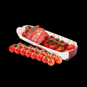 串收樱桃番茄自然成熟