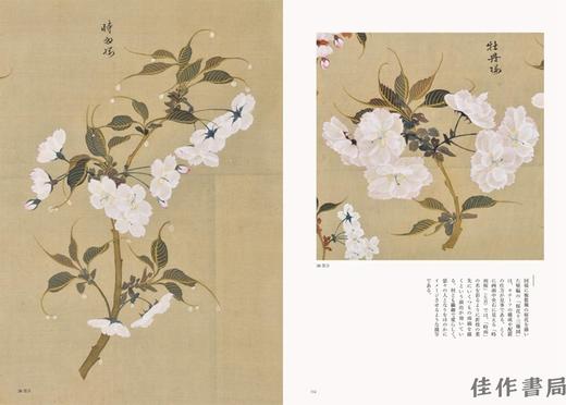 桜狂の譜　江戸の桜画世界 / 江户的樱花绘画世界 商品图3