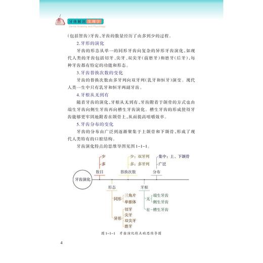牙体解剖生理学/王朝阳 主编/浙江大学出版社 商品图4