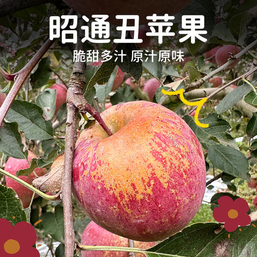 【尹哥专属】昭通丑苹果丨脆甜多汁丨核心产区乌蒙山孕育 商品图5