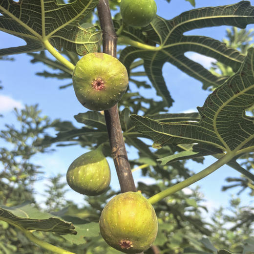 【芭劳奈无花果干】精选品种为“芭劳奈”无花果制作，皮薄肉厚，果蜜丰富 商品图5