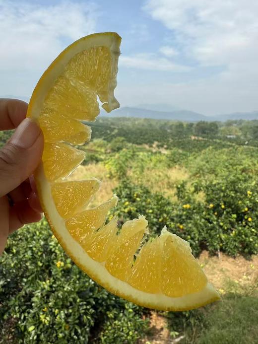 橙诱佳人（赣南脐橙）10【MJ】【包邮到家】 商品图3