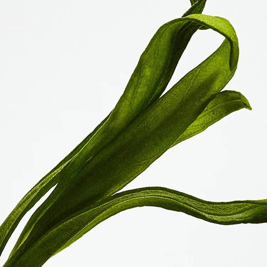 【木质香】西班牙 LOEWE罗意威 黑色圆舞曲男士香水 50ml/100ml 商品图2