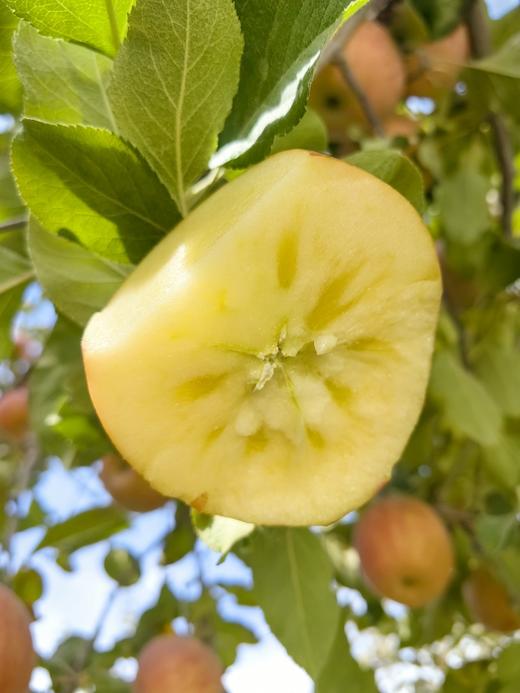 2025年新疆阿克苏冰糖心苹果 商品图4