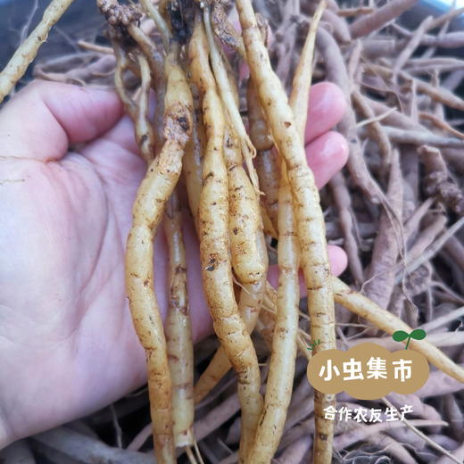 云南深山太子参 100g/袋 (非种植）| 合作农友生产，产自云南永仁，生产者：康丽 *【公平贸易农人定价】 商品图10