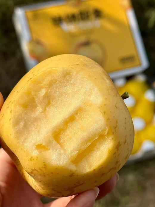 维纳斯苹果8个装 商品图0