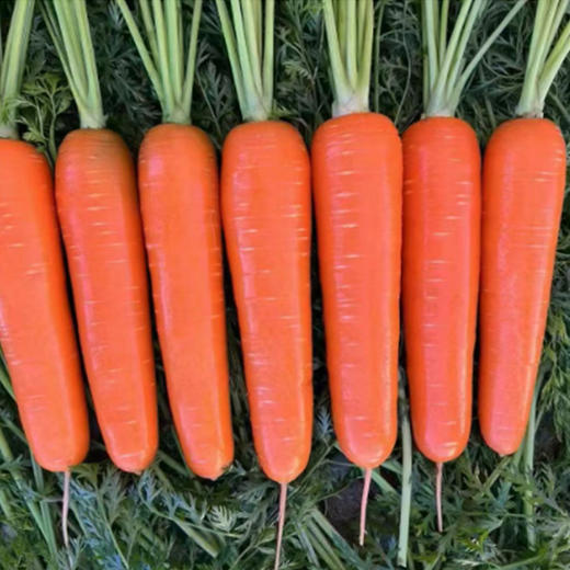 现挖胡萝卜带箱3斤装  产地直发不带泥 脆甜多汁 商品图0