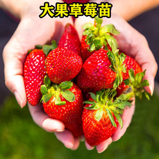 【专业脱毒❗️新手也能种】四季草莓苗盆栽带土带果带花当年结果食用红颜牛奶草莓秧阳台带盆。ja 商品图2