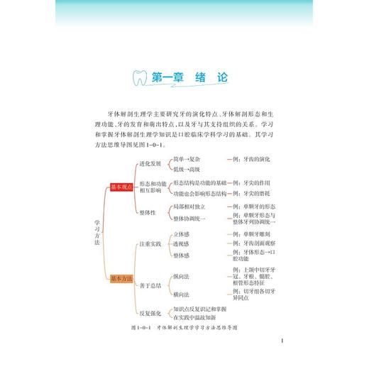 牙体解剖生理学/王朝阳 主编/浙江大学出版社 商品图1