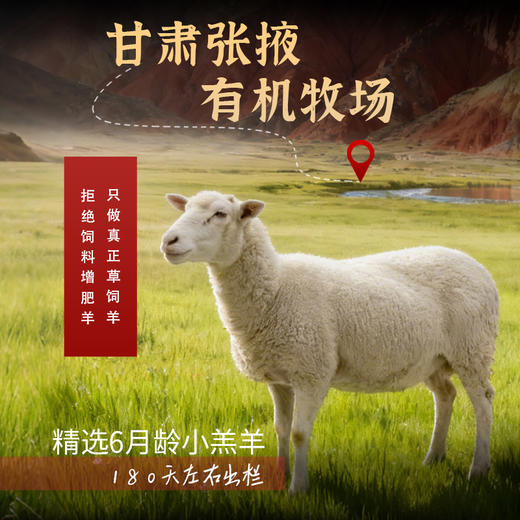 金陇雪有机羔羊原切羊蝎子 国产羊肉生鲜食材羊蝎子火锅食材 2斤装 商品图4