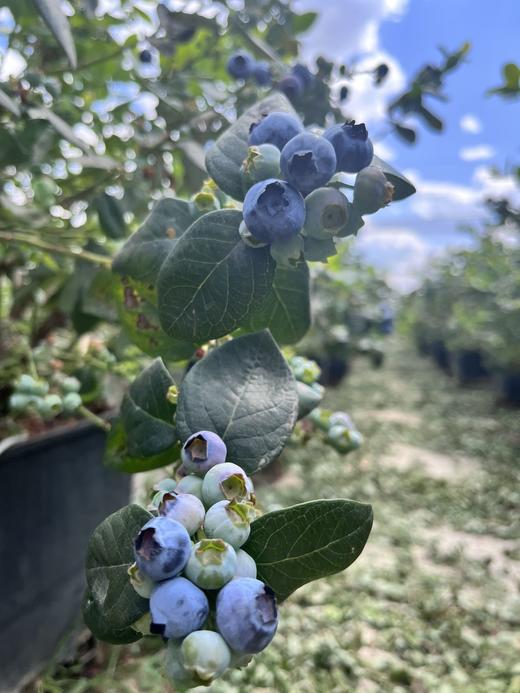 云南L25花香蓝莓 商品图0