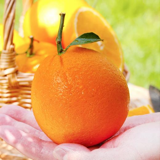 赣南脐橙 商品图1