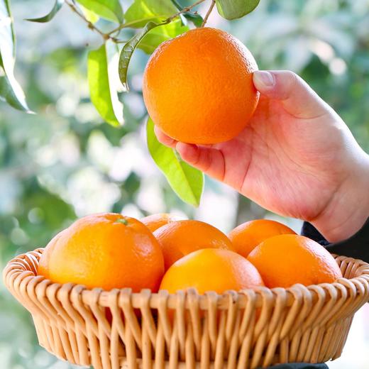 赣南脐橙 商品图3