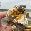 【公蟹正当到道！鲜！】70%淘汰率只选精品阳澄湖大闸蟹口感肥美黄肥膏白蟹黄鲜香99%的人没有吃过的正宗阳澄湖大闸蟹6/8/10母肥美大闸蟹组合任选! 商品缩略图8