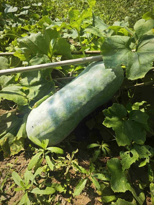 储值卡会员介绍 商品图7