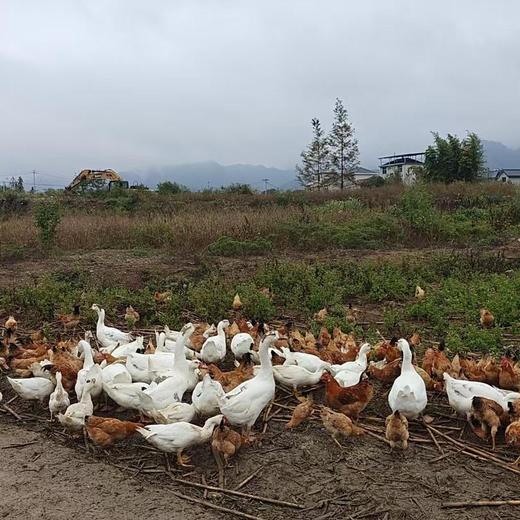 周五发货！【开化农场的童子鸡/生姜干】果之澜农业自养，无饲料、无激素、无抗生素，吃玉米、甜瓜、米糠等纯粮喂养，自然生长！开化公司杀好发货，江浙沪顺丰包邮~ 商品图0