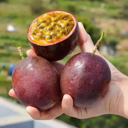 紫皮百香果 商品图3