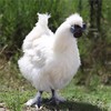白羽乌鸡 正宗林下散养优质乌鸡新鲜现杀冷冻乌鸡肉顺丰包邮 商品缩略图4