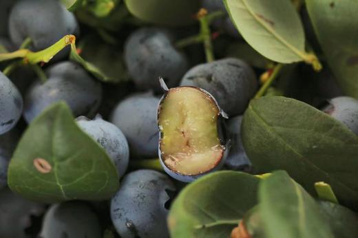 云南L25花香蓝莓 商品图2