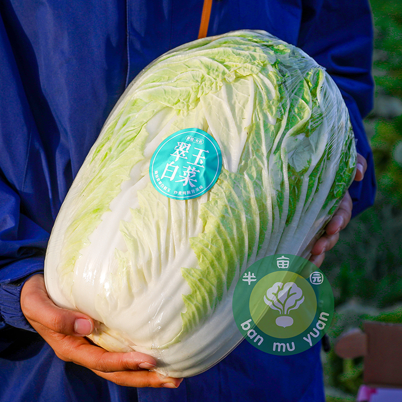 新疆半亩园有机翠玉白菜  新鲜蔬菜 无农残 有机认证