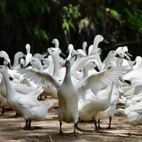 双黑土鸭 | 源自连城白鸭，生态散养，足龄慢养