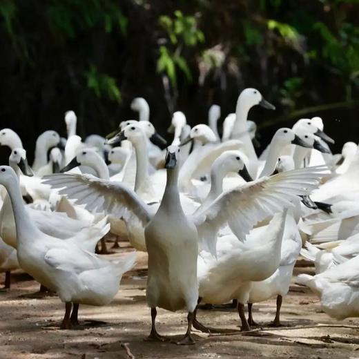 双黑土鸭 | 源自连城白鸭，生态散养，足龄慢养 商品图0
