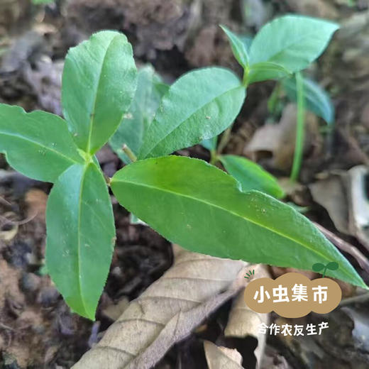 云南深山太子参 100g/袋 (非种植）| 合作农友生产，产自云南永仁，生产者：康丽 *【公平贸易农人定价】 商品图5