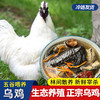 【顺丰发货】供港白凤乌骨鸡 煲汤滋补养颜坐月子鸡农户散养乌骨鸡鸡肉 商品缩略图0