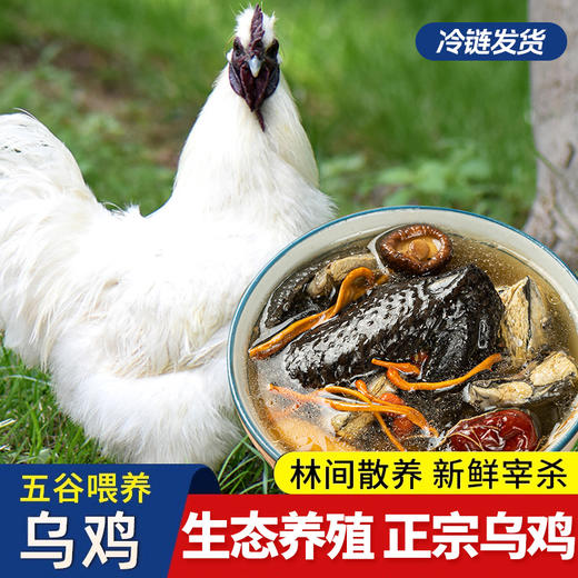 【顺丰发货】供港白凤乌骨鸡 煲汤滋补养颜坐月子鸡农户散养乌骨鸡鸡肉 商品图0